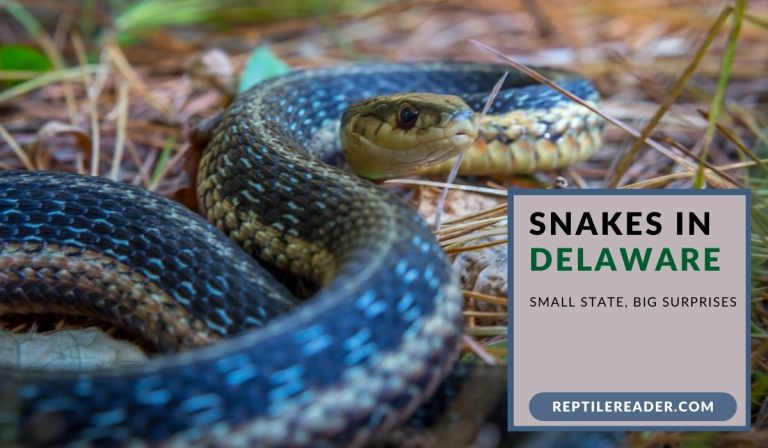 Snakes in Delaware: Small State, Big Surprises