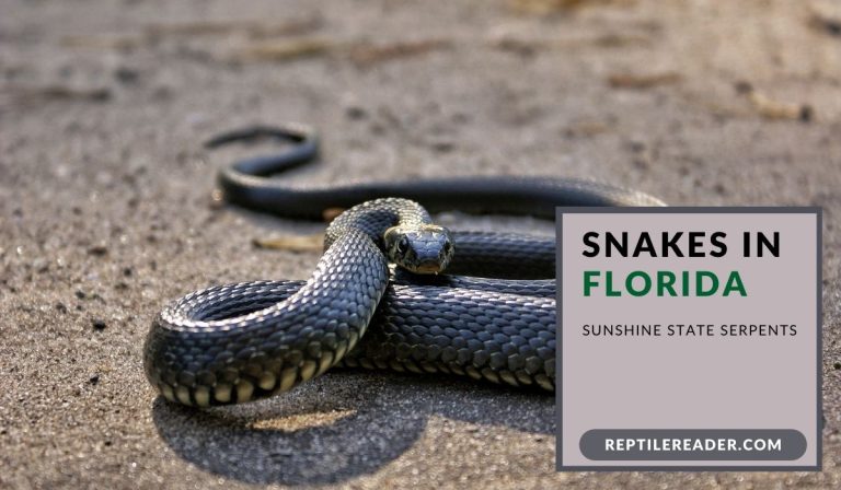 Snakes in Florida: Sunshine State Serpents