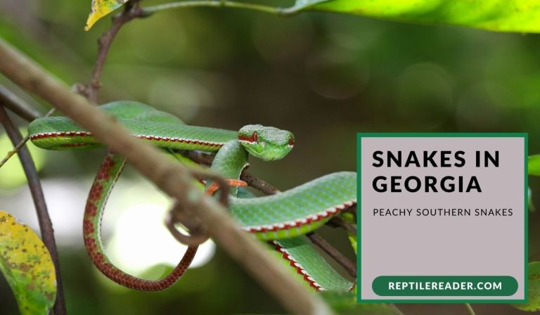 Snakes in Georgia: Peachy Southern Snakes