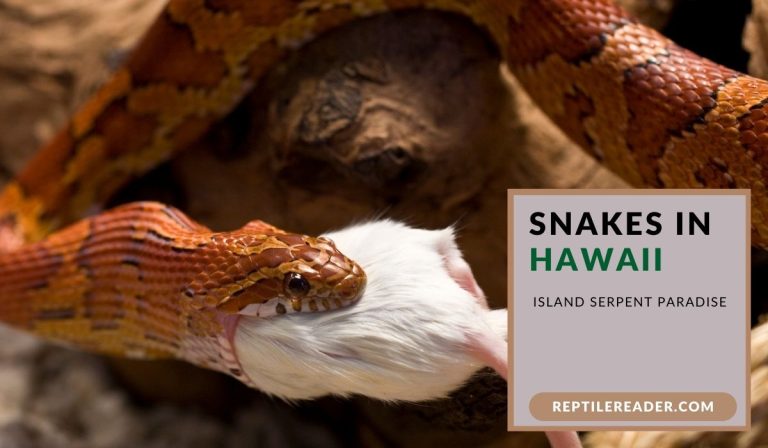 Snakes in Hawaii: Island Serpent Paradise