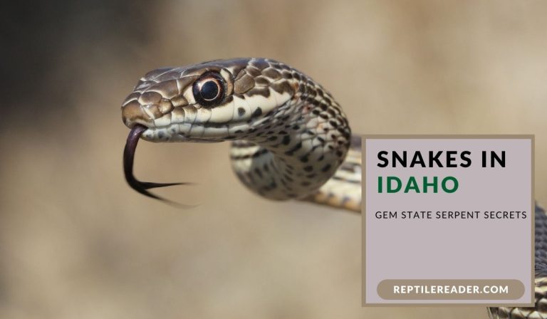 Snakes in Idaho: Gem State Serpent Secrets