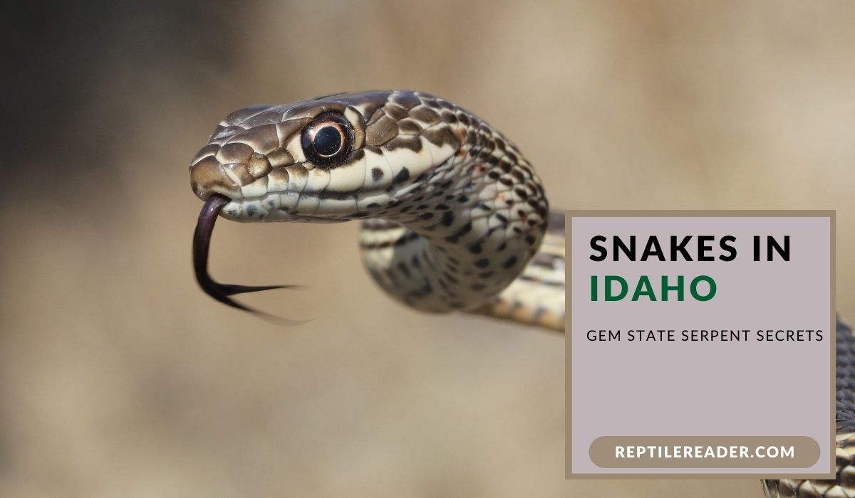 Snakes in Idaho