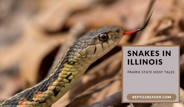 Snakes in Illinois: Prairie State Hissy Tales