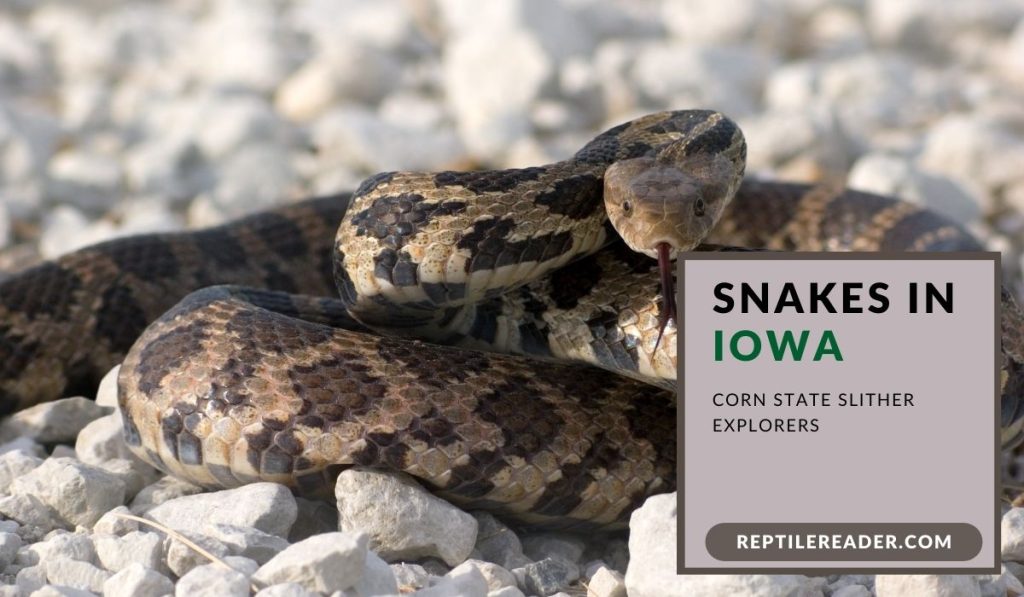 Snakes in Iowa: Corn State Slither Explorers - Reptile Reader