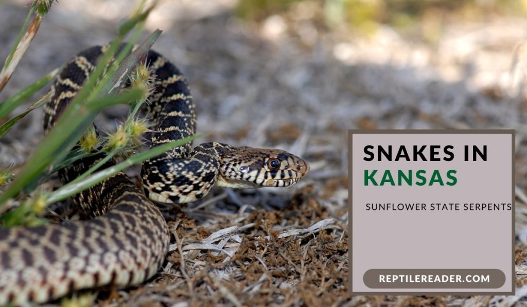 Snakes In Kansas: Sunflower State Serpents - Reptile Reader