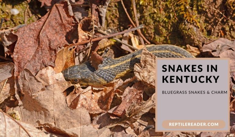 Snakes in Kentucky: Bluegrass Snakes & Charm