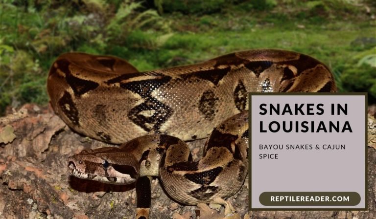 Snakes in Louisiana: Bayou Snakes & Cajun Spice