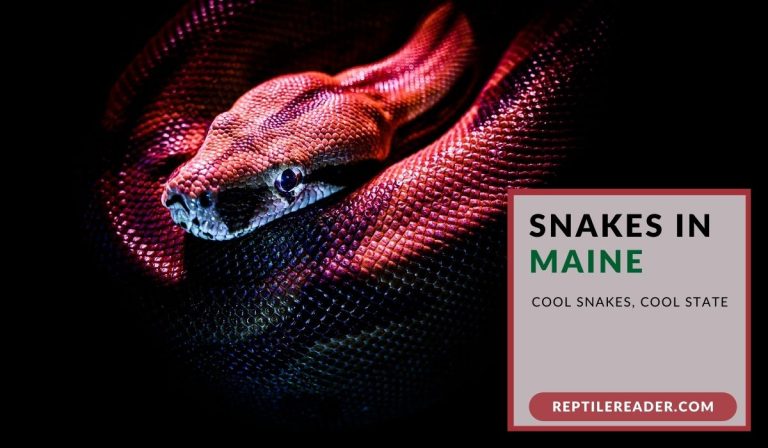 Snakes in Maine: Cool Snakes, Cool State