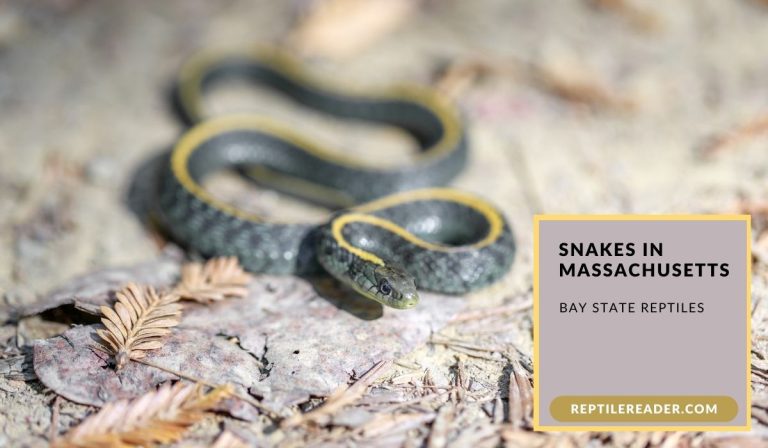 Snakes in Massachusetts: Bay State Reptiles