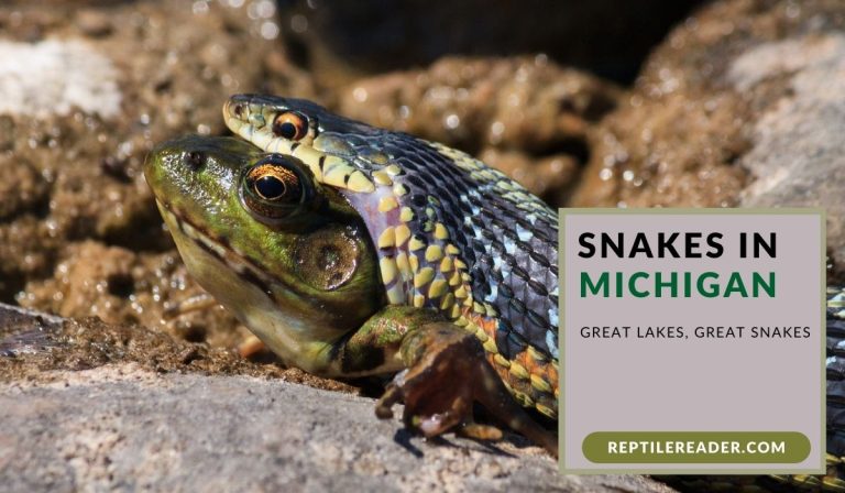 Snakes in Michigan: Great Lakes, Great Snakes