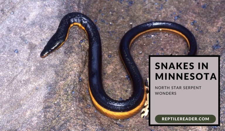 Snakes in Minnesota: North Star Serpent Wonders