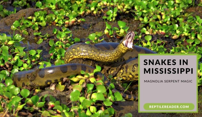 Snakes in Mississippi: Magnolia Serpent Magic