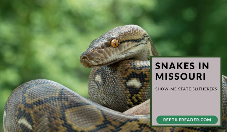 Snakes in Missouri: Show-Me State Slitherers