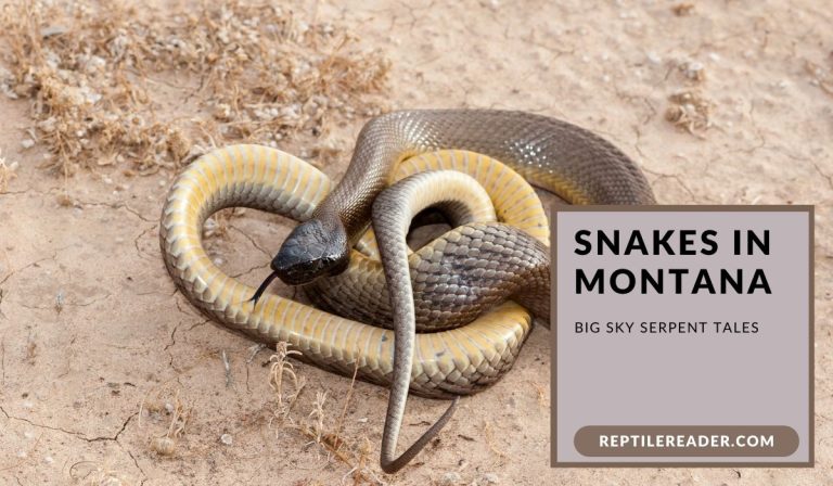 Snakes in Montana: Big Sky Serpent Tales