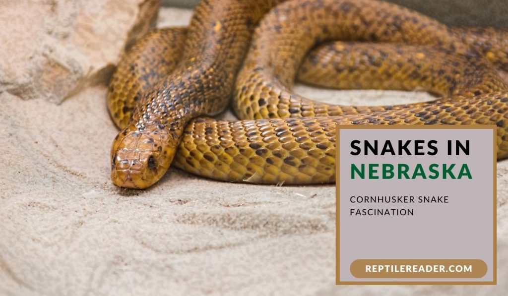 Snakes in Nebraska: Cornhusker Snake Fascination - Reptile Reader