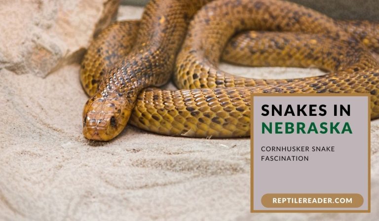 Snakes in Nebraska: Cornhusker Snake Fascination