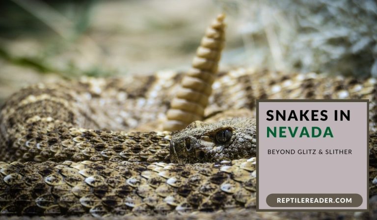 Snakes in Nevada: Beyond Glitz & Slither