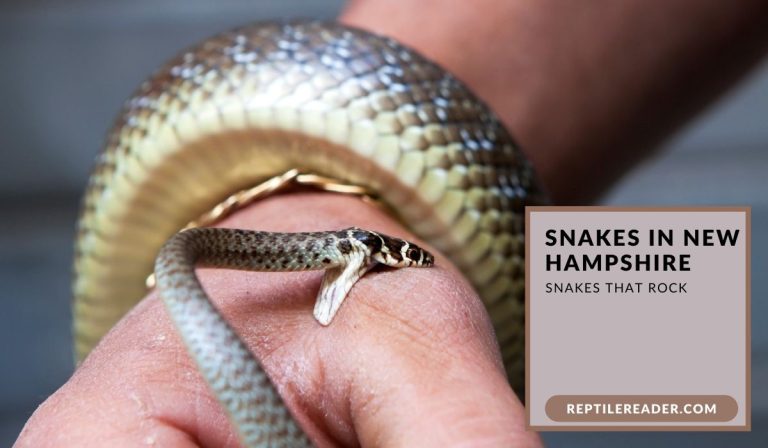 Snakes in New Hampshire: Snakes That Rock