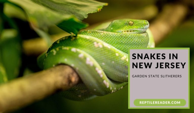 Snakes in New Jersey: Garden State Slitherers