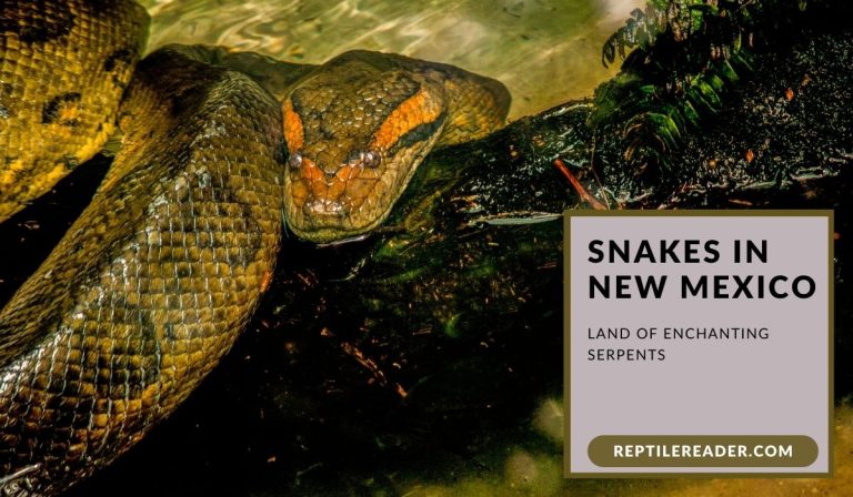 Snakes in New Mexico: Land of Enchanting Serpents