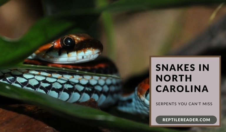 Snakes in North Carolina: Serpents You Can’t Miss