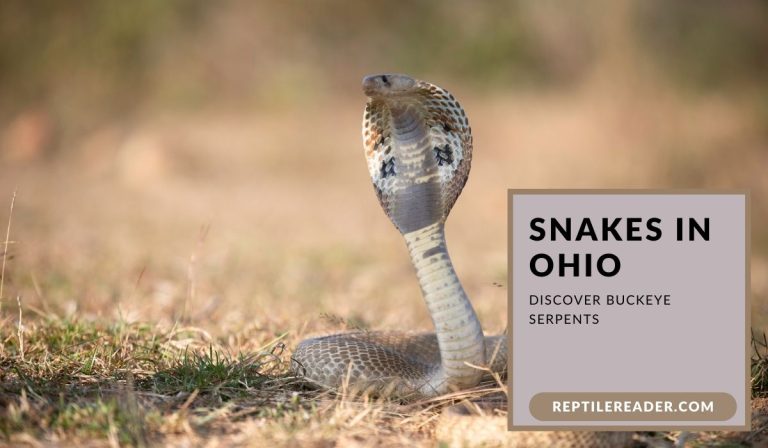 Snakes in Ohio: Discover Buckeye Serpents