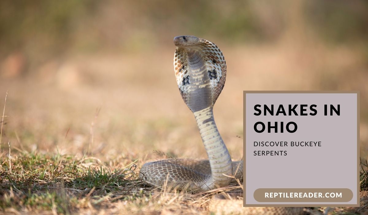 Snakes in Ohio