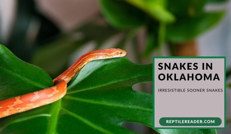 Snakes in Oklahoma: Irresistible Sooner Snakes