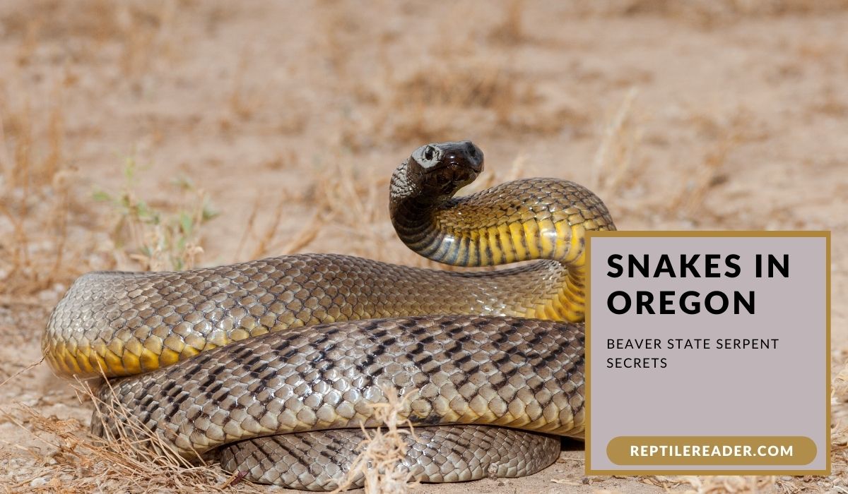 Snakes in Oregon