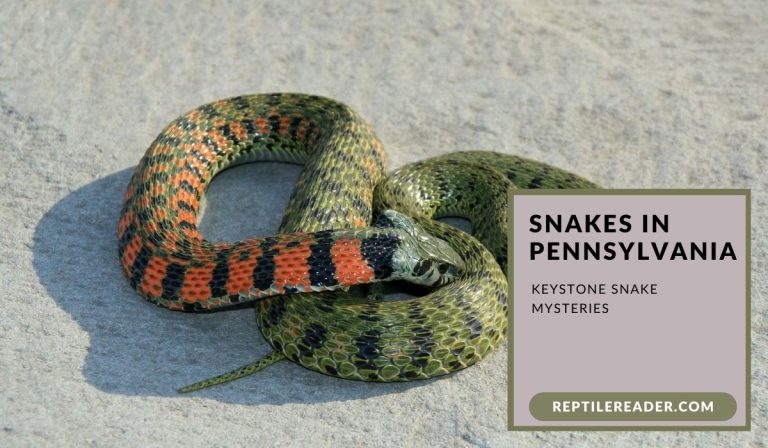 Snakes in Pennsylvania: Keystone Snake Mysteries