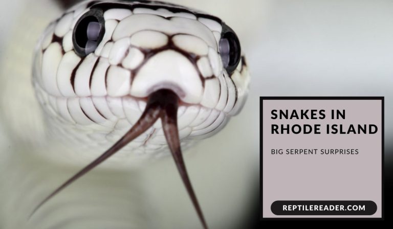 Snakes in Rhode Island: Big Serpent Surprises