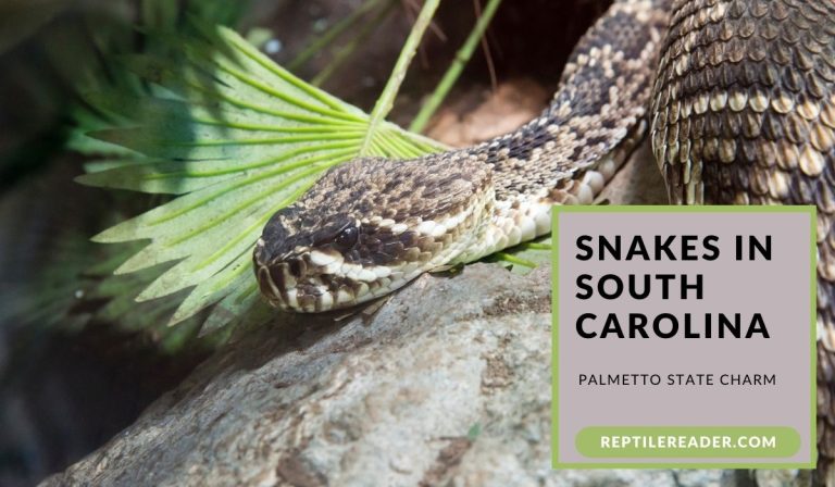 Snakes in South Carolina: Palmetto State Charm