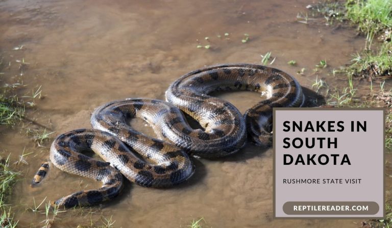 Snakes in South Dakota: Rushmore State Visit