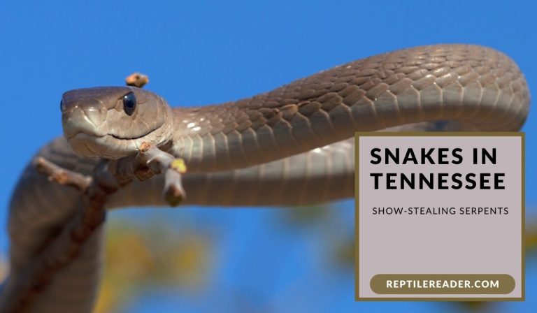 Snakes in Tennessee: Show-Stealing Serpents