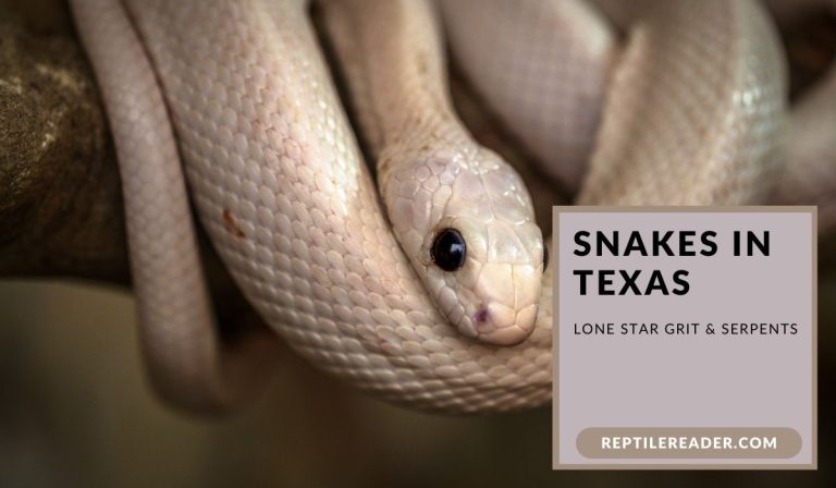 Snakes in Texas: Lone Star Grit & Serpents