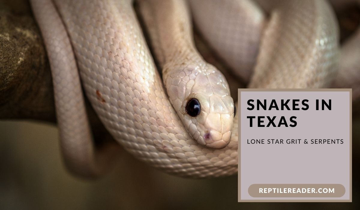 Snakes in Texas