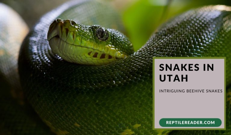 Snakes in Utah: Intriguing Beehive Snakes