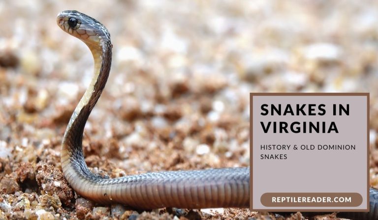 Snakes in Virginia: History & Old Dominion Snakes