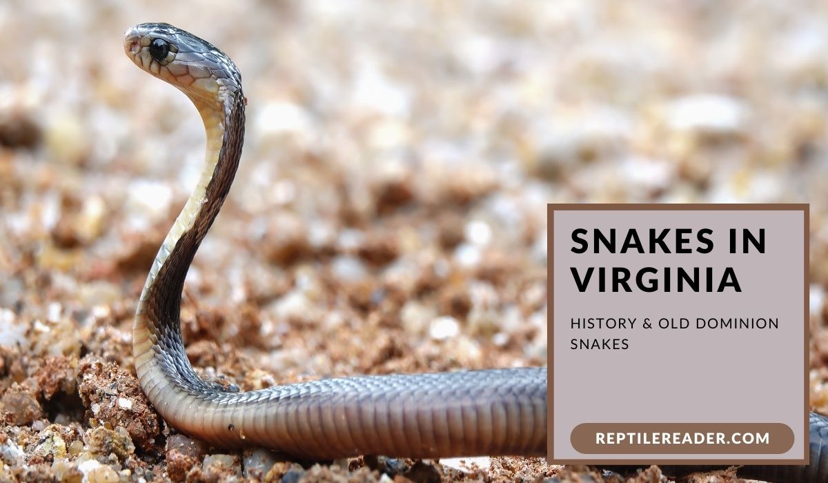 Snakes in Virginia