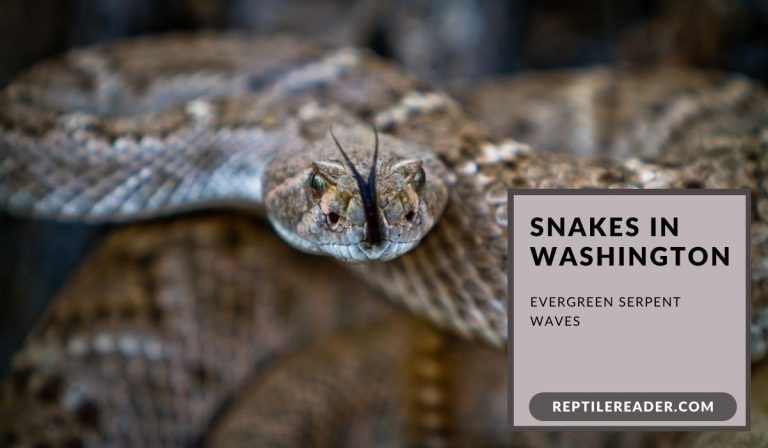 Snakes in Washington: Evergreen Serpent Waves