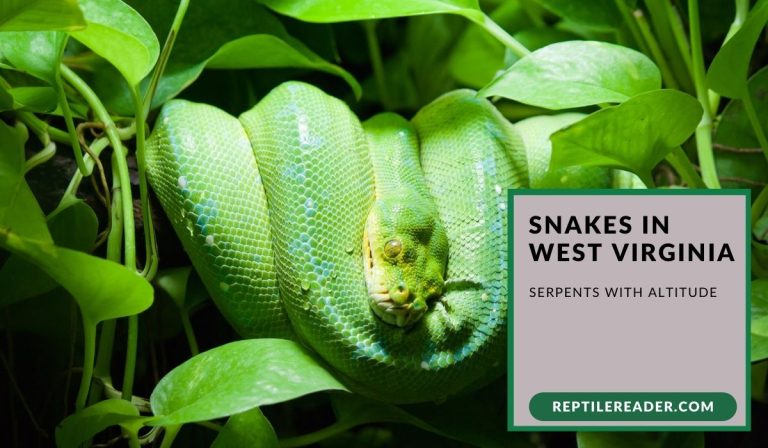 Snakes in West Virginia: Serpents With Altitude