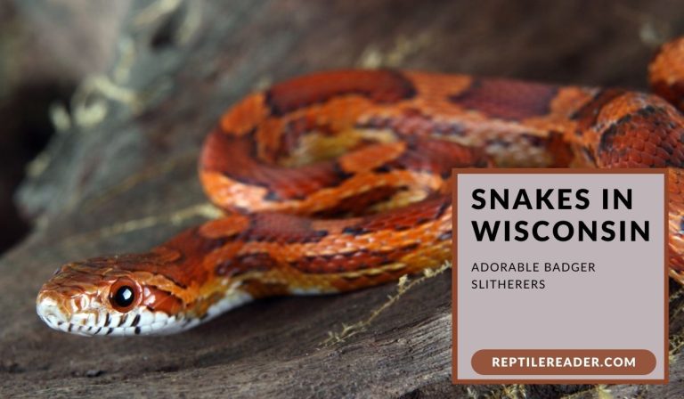 Snakes in Wisconsin: Adorable Badger Slitherers