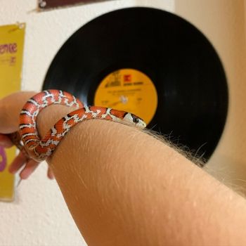 Sonora Mountain Kingsnake Babies