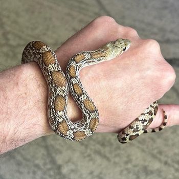 Sonoran Gophersnake Babies