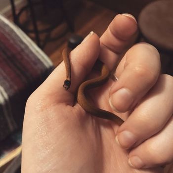 Southeastern Crowned Snake Babies