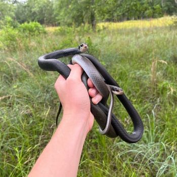 Southern Black Racer Babies