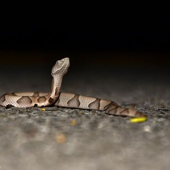 Southern Copperhead Babies