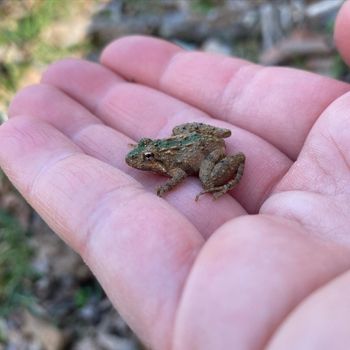Southern Cricket Frog Tadpole