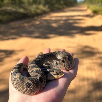 Southern Hognose Snake Babies