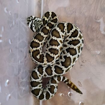 Southern Pacific Rattlesnake Babies